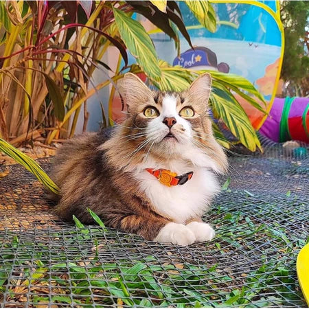 Coleira de Pescoço Anti-Enforcamento para Gatinhos - Madiba Pet