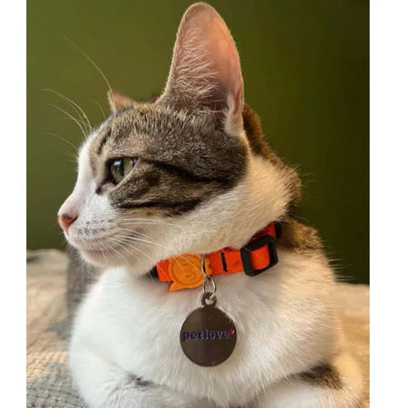 Coleira de Pescoço Anti-Enforcamento para Gatinhos - Madiba Pet