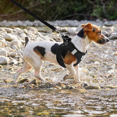 Guia Coleira de Malha Flexível com Colete Peitoral Ajustável para Cão Cachorro Gato Animais