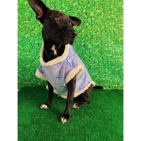 Roupa de cachorro Capa Microsoft S/ Touca para pet cães e gatos