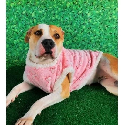 Roupa de cachorro Capa Microsoft S/ Touca para pet cães e gatos